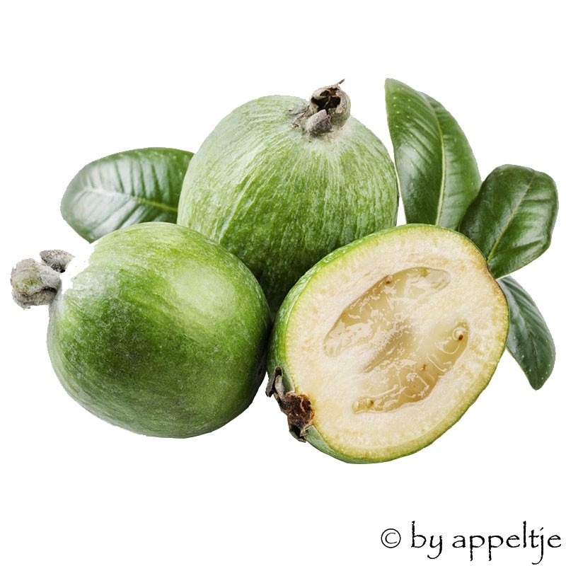 Feijoa