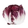 Radicchio